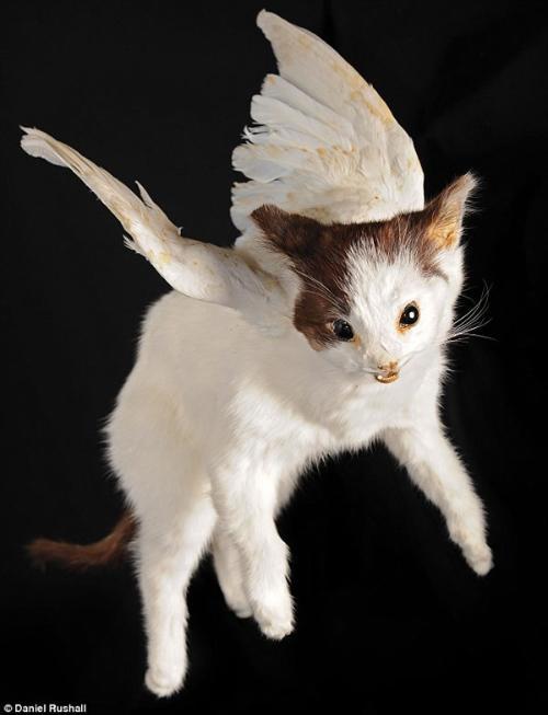 会飞的猫 天使猫 真的存在