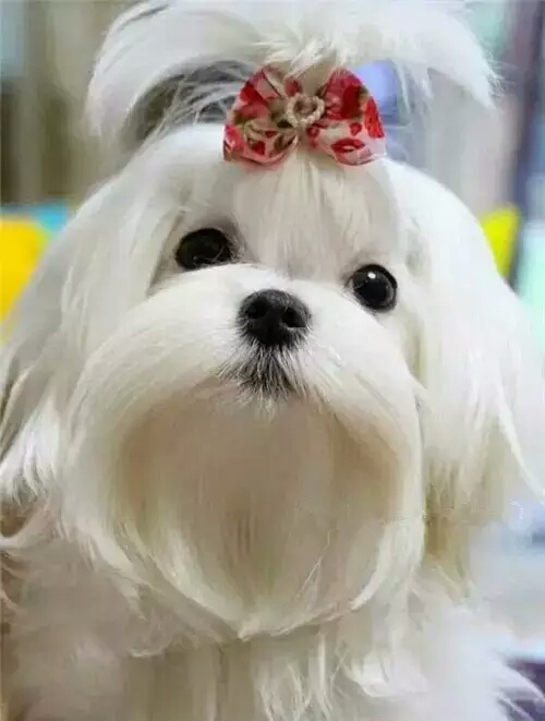 汪汪汪,狗年到!送上一组狗狗图片,祝你狗年旺