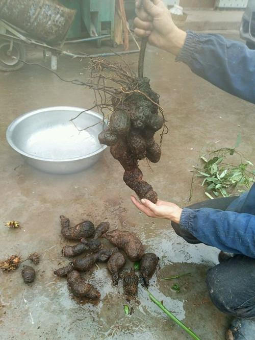 你认识黄独吗黄独就是黄药子你知道吗