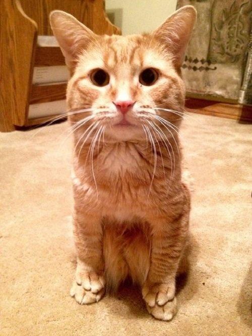 网友家的这只橘猫,自从主人到家后就坐着一动不动,走近一看