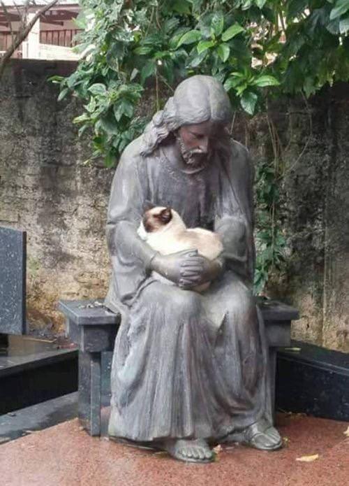 千万不要让猫咪看到石像,不然我跟你讲,会笑到