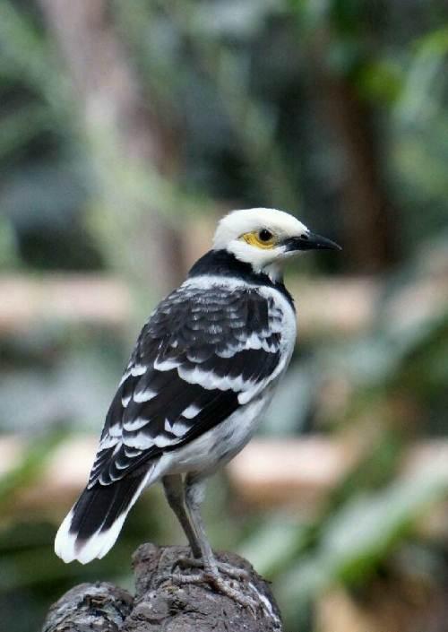 想让八哥说话就一定要把它的舌头给剪掉吗?