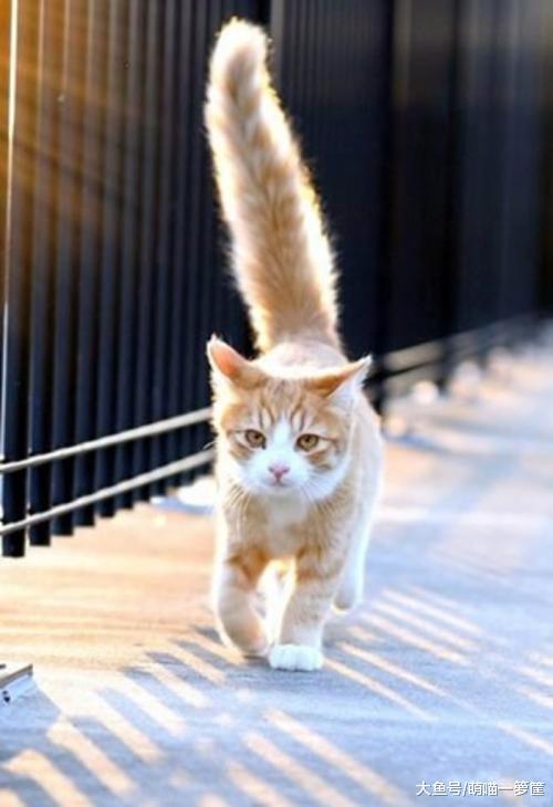 猫咪的尾巴会说话你知道吗? 这六种尾巴言语你未必知道是什么意思
