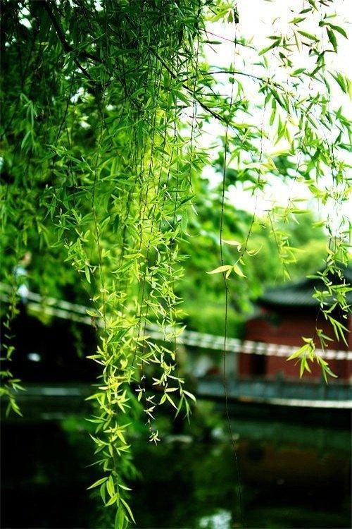 自然风光无限好,唯有心静意已然是什么意思