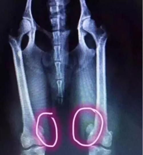 泰迪站立走路确实很酷,但为了它健身不要让它