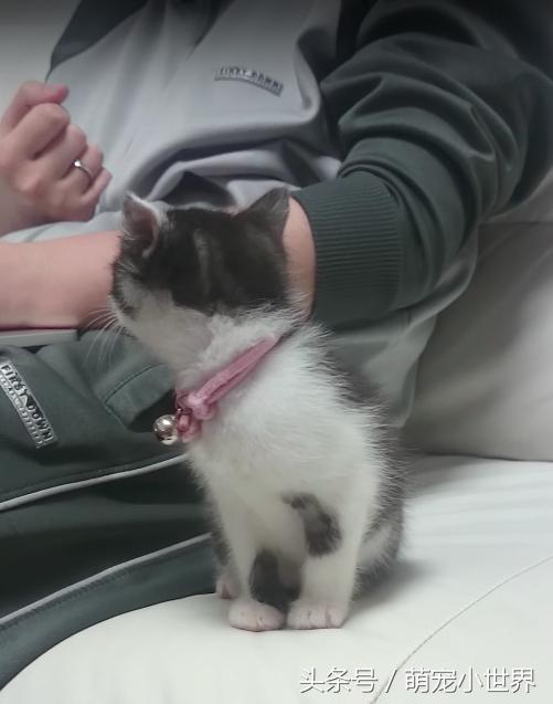 小奶猫没电了打瞌睡,跳上爸爸怀里一个舒服姿势萌翻