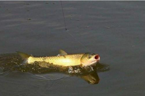 【传钓学堂】腥香甜俱全的自制窝料,大小鱼通