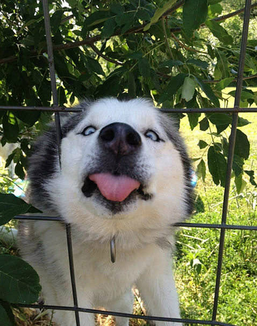 这二货,哈士奇果然是是二货中的战斗机,无时无刻不在犯二.