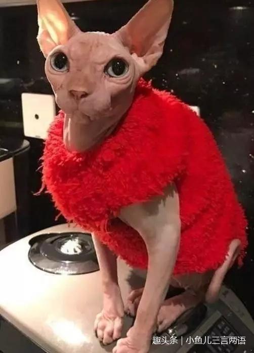 霍思燕和杜江到底多有钱,看完这几张照片就知