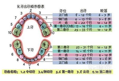 这是因为长牙的时候,牙龈发痒,咬东西才能缓解.