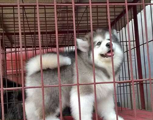 阿拉斯加犬会咬人吗,非常经典的文章不看后悔