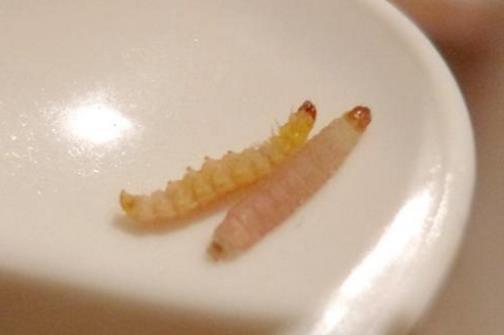 男子晚上睡觉,从嘴里爬出17条虫子,到医院检查