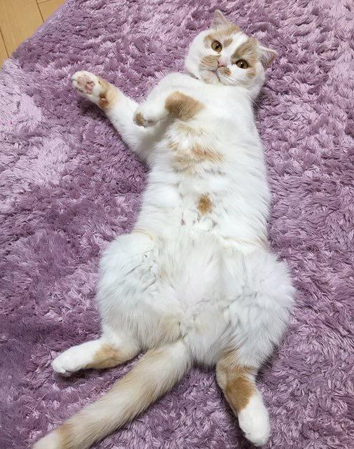 下班回家,发现猫咪正在睡觉,只不过这睡姿,太逗了!