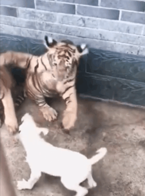 都说虎落平阳被犬欺, 这只狗单挑两只老虎, 结