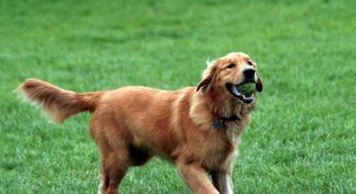 金毛和拉布拉多五大区别,家庭饲养哪个好?