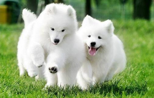 世界上最贵的狗排名