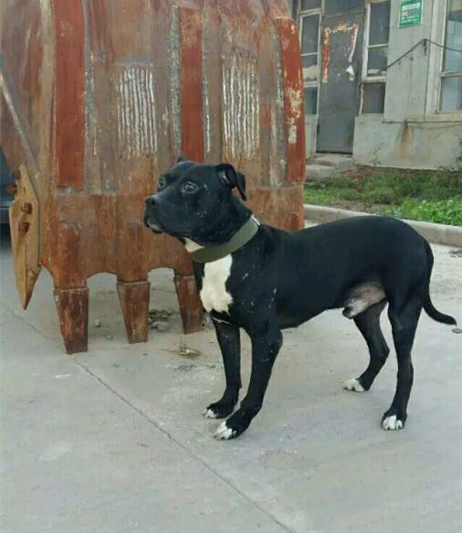 昔日斗狗场战神，比特犬退休后变萌宠