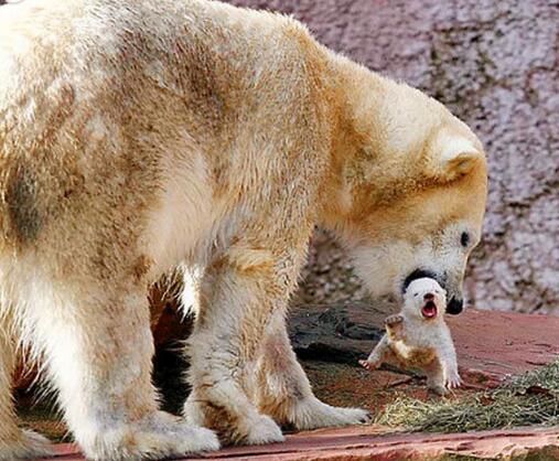 小北极熊刚出生,母熊似乎不太喜欢它,做出的事更是让人吃惊