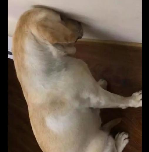 主人训了犯错的拉布拉多后,没想到它竟罚自己面壁思过,好乖呀!
