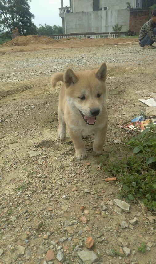 偶然在农村收来的一只小土狗,朋友看了都说这是柴犬,赚大了!