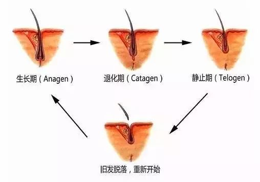毛囊什么情况下会萎缩坏死? 你光秃秃的头皮就代表毛囊坏死了…