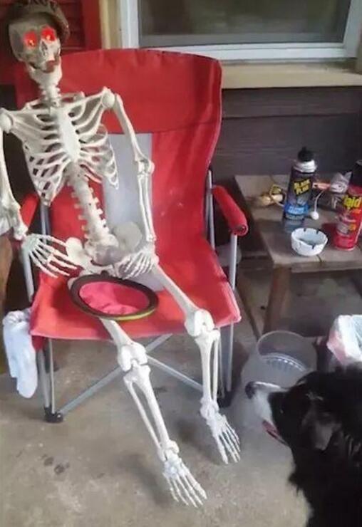 用骷髅假扮自己, 边牧的表现让主人觉得自己养