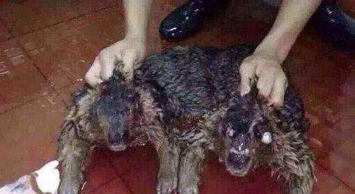 令人毛骨悚然的水猴子真的存在吗?