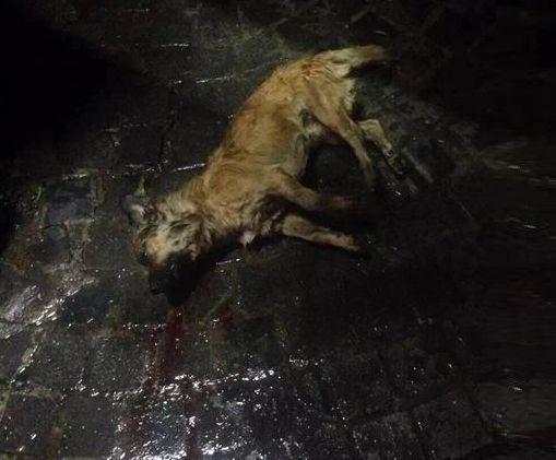 小女孩留家中与狗狗玩, 单亲父亲推开门一看, 直接要了狗的命!