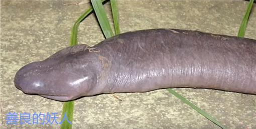 世界上最奇怪的十种蛇, 排名第一的你绝对没见