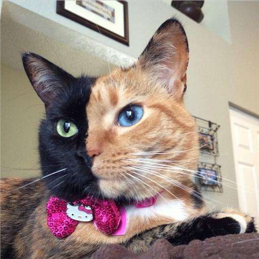 猫混的比人好，美国猫有“阴阳脸”和“阴阳眼” ，粉丝过百万