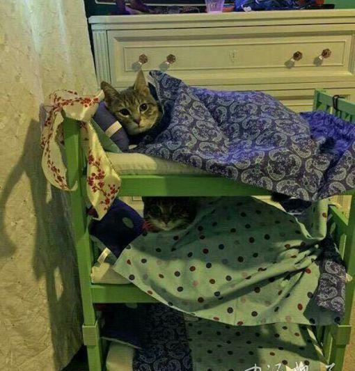 交警提示:骑摩托车请带好头盔,否则开宝马的同