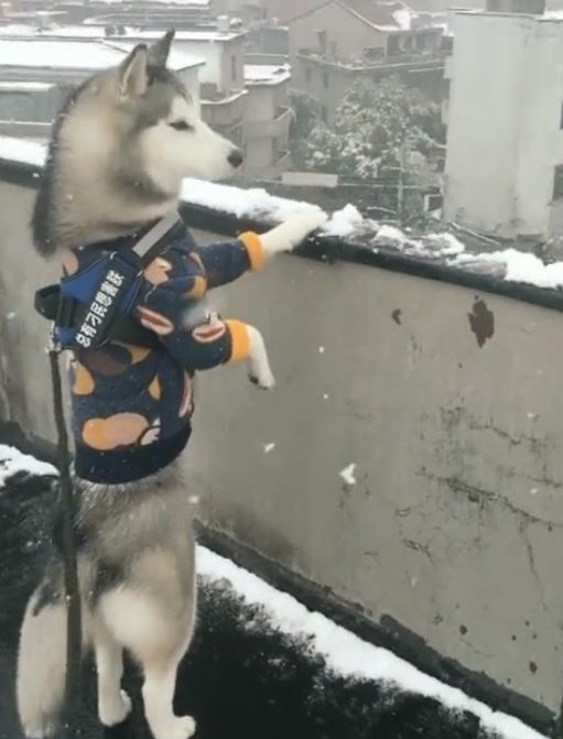 哈士奇在阳台上赏雪,二哈乖乖站着,这就是朕的江山啊