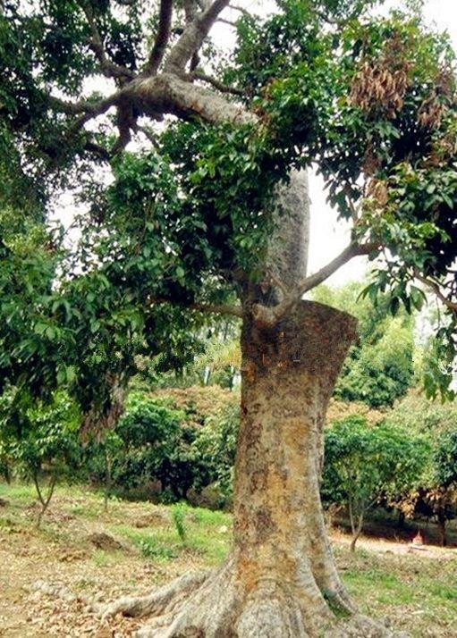 世界10大名贵木材排行榜，快看看中国有几种？