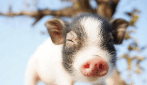 最小的猪微型猪, 长大后都不足10斤的宠物猪