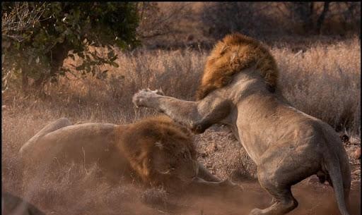 刺刀逼近——上位这事，应该叫长江后浪推前浪