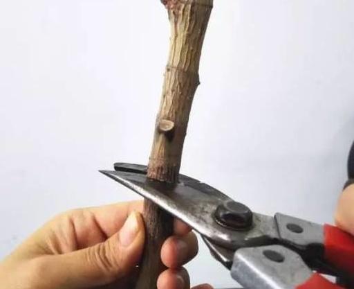 兰花月季橡皮树不长, 这样轻轻一掰, 一段时间就