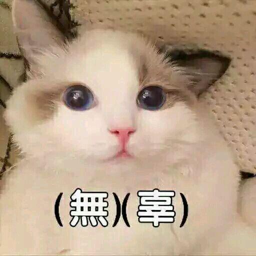 网上超火超萌猫咪表情包