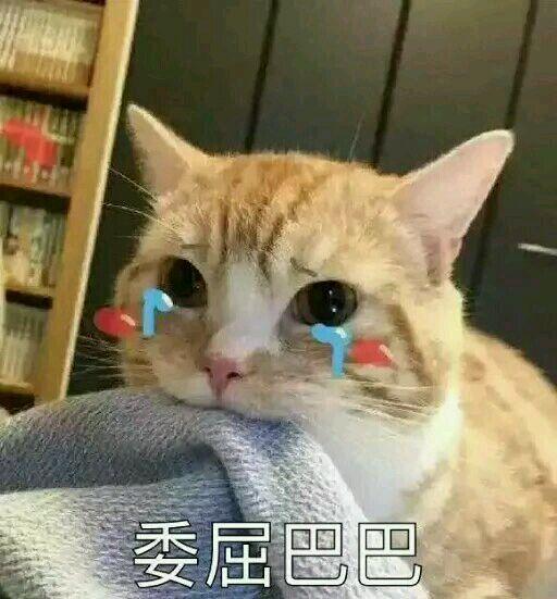 网上超火超萌猫咪表情包