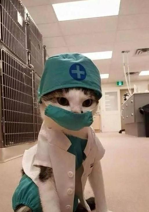 猫咪小医生!