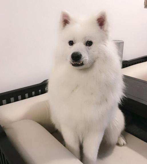 一只土狗的变形记, 前后判若两只狗, 要不要这么美?