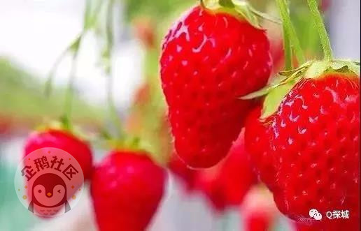 重庆周边摘草莓最全地图 品尝第一口莓好