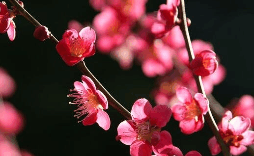 中国的国花是什么花