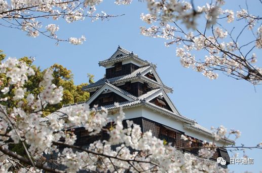 2018日本樱花最新花期预报