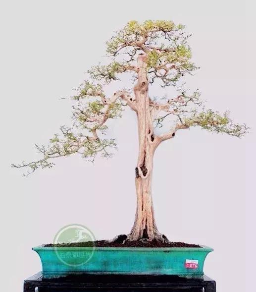 2017古镇盆景展金奖作品,建议收藏!