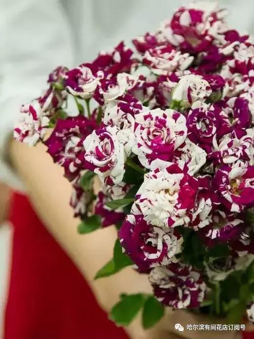 有种玫瑰叫泡泡~