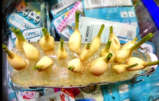 头一次见家里这样种大蒜,太机智了,看完回家立