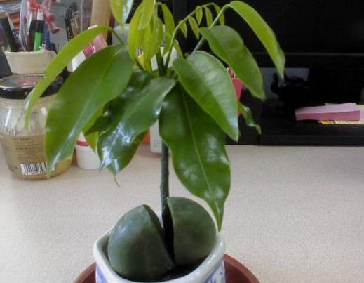 别再养绿萝吊兰了,这种植物种子泡水里就发芽