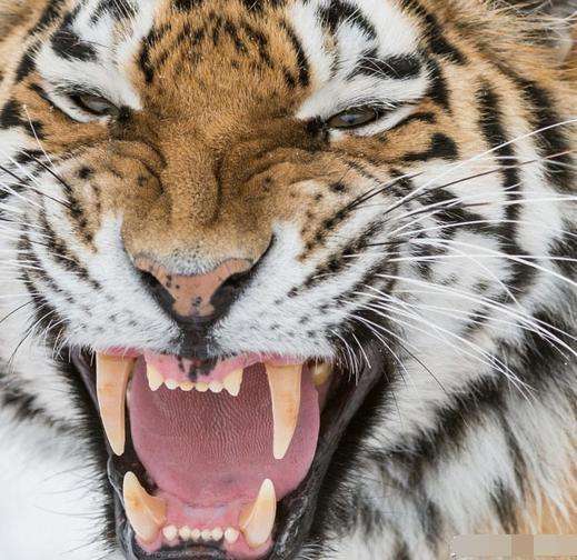 老虎的长相是比较凶猛的, 但是这样的牙齿特写还真的
