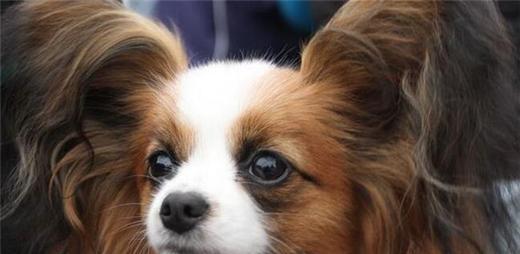 世界名犬——蝴蝶犬(papillon)