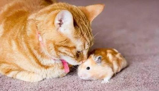仓鼠在猫咪怀里逍遥自在,吃个不停,猫咪画外音:我在等你长肥!